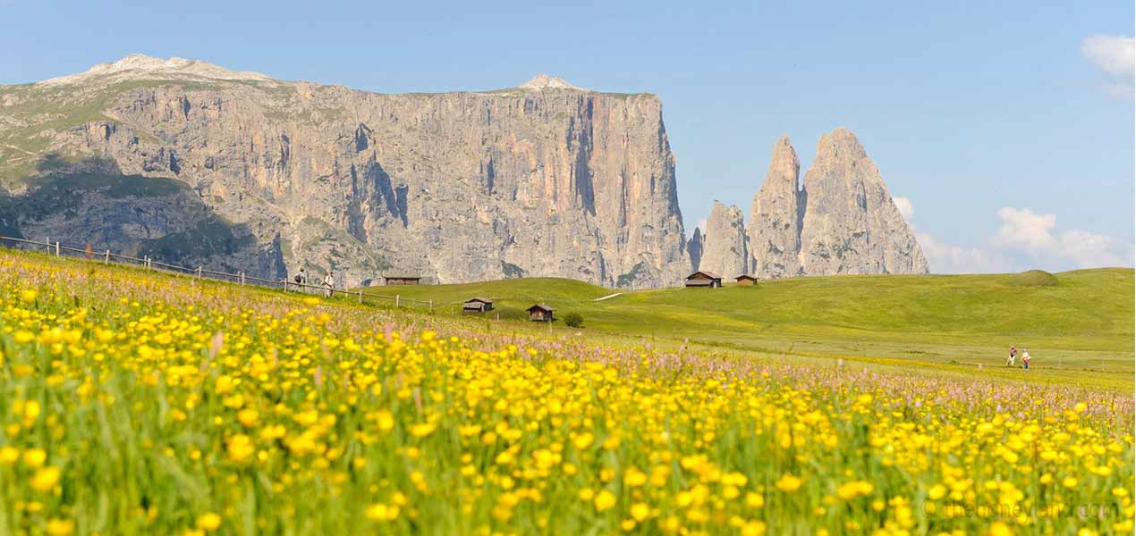 Tisane biologiche Alto Adige