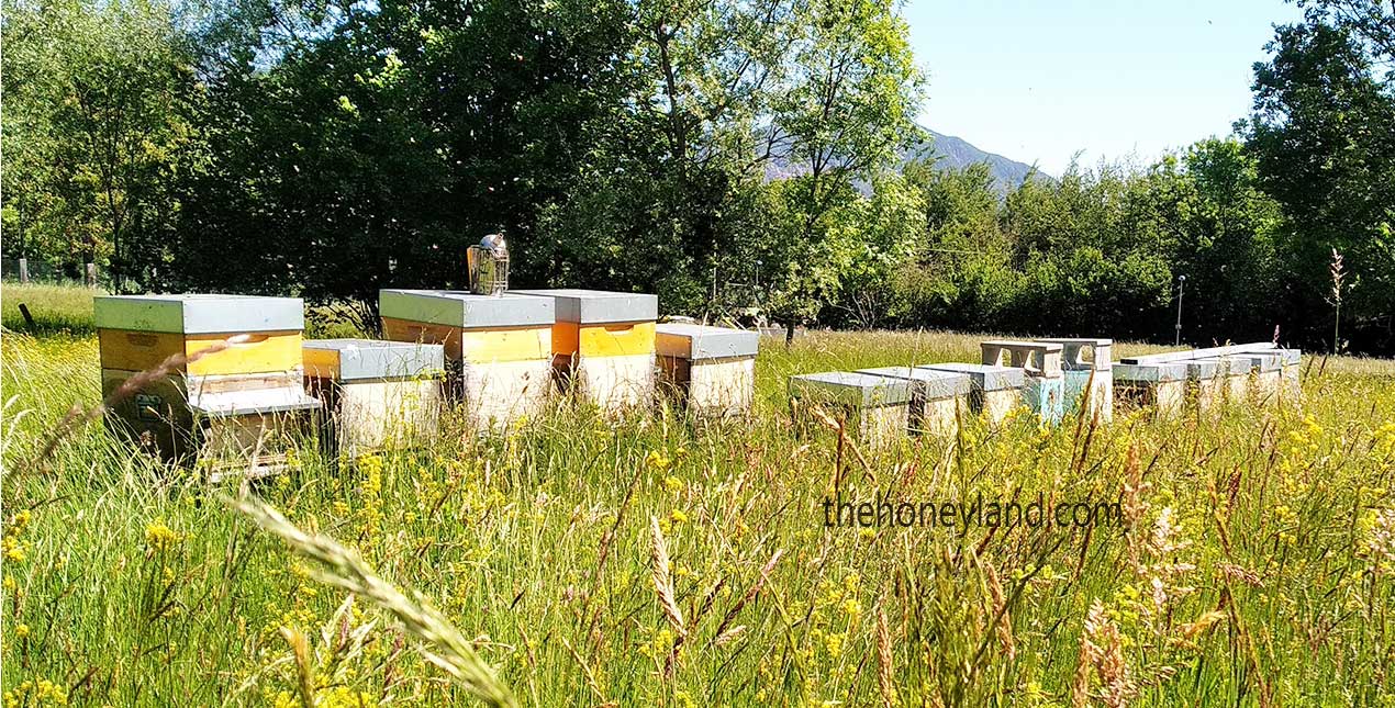 Adotta un alveare biologico TheHoneyland