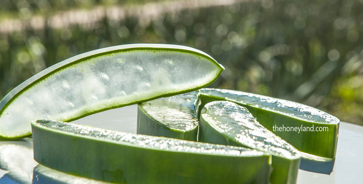 Aloe Vera bio Fresca non pastorizzata
