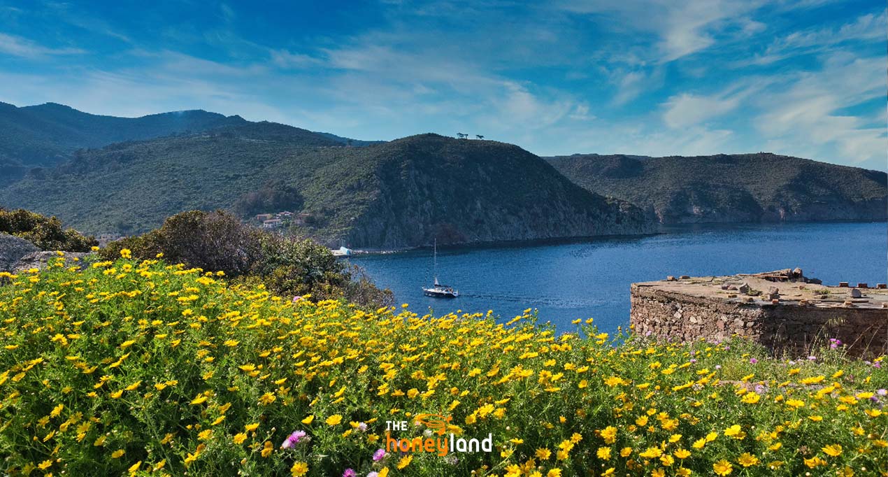 Miele biologico Isole della Toscana