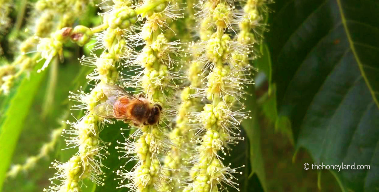 Miele di Castagno biologico