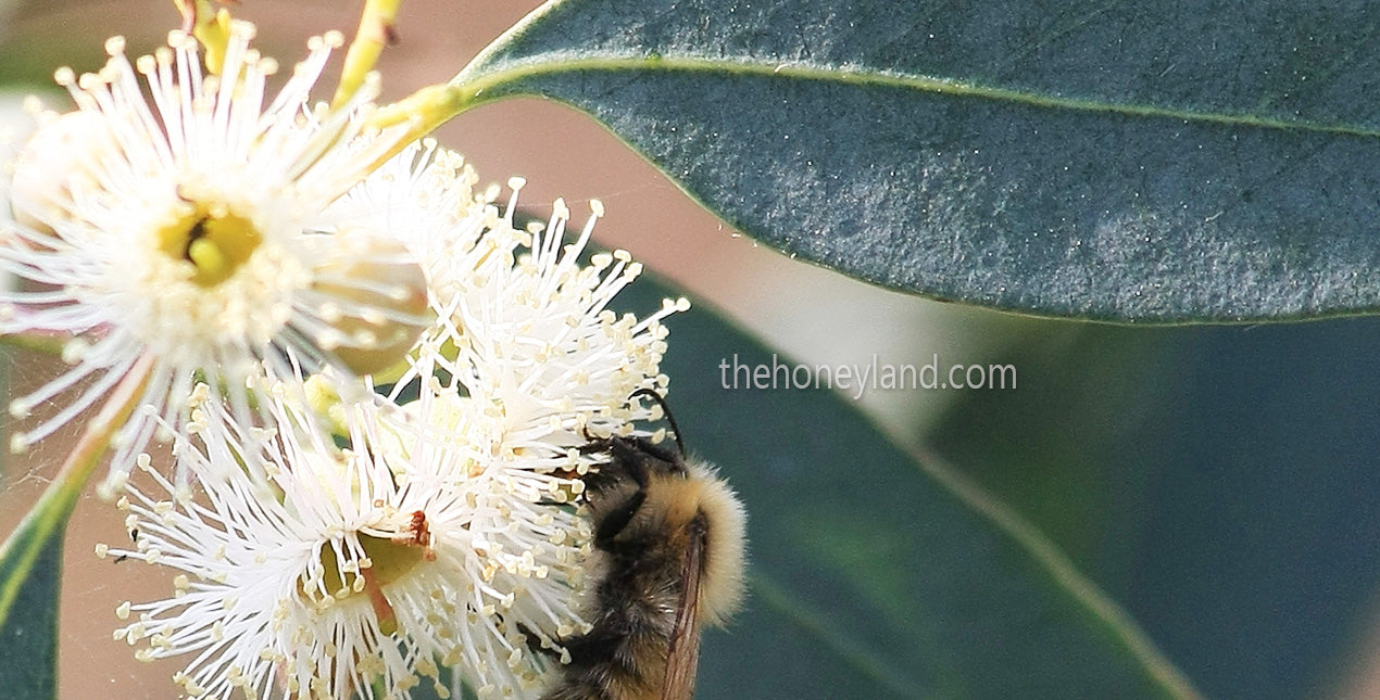 Miele di Eucalipto biologico