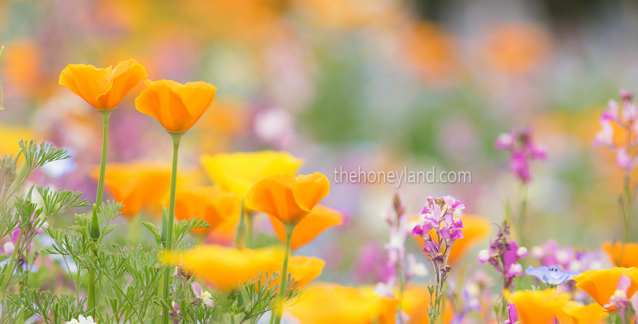 Miele Millefiori biologico