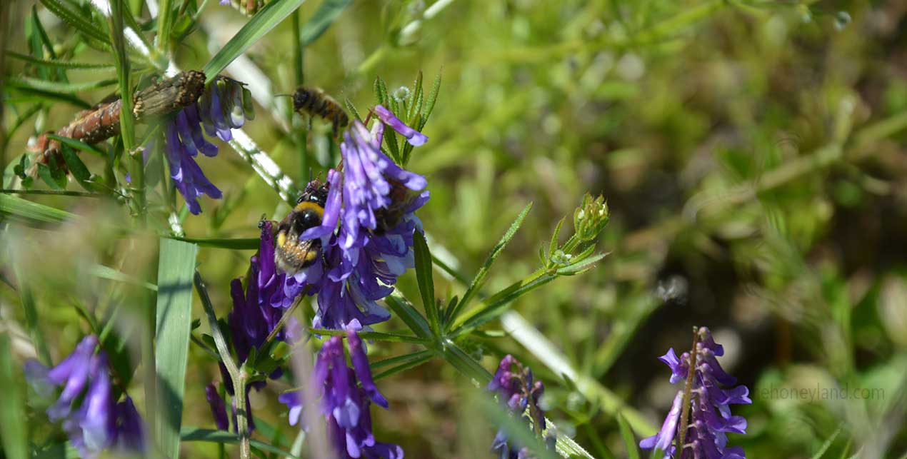 Giardini delle Api The Honeyland