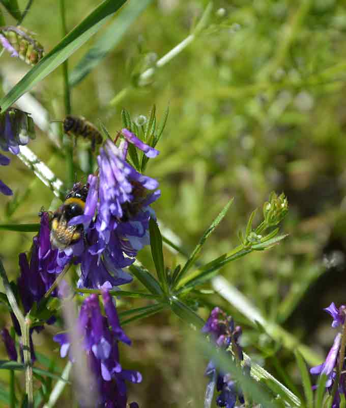 Fiori biologici per le Api The Honeyland