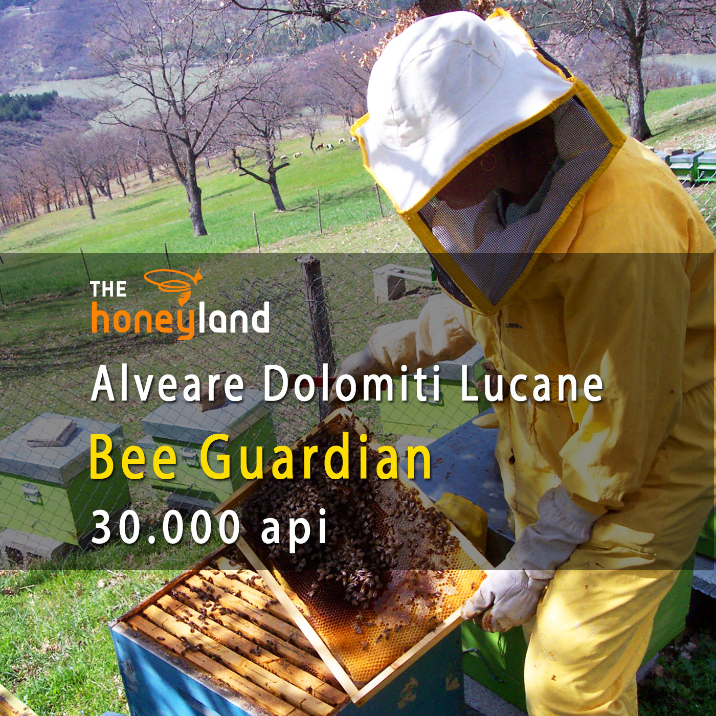Bee Guardian - adotta alveare Basilicata di Vallenatale 2024