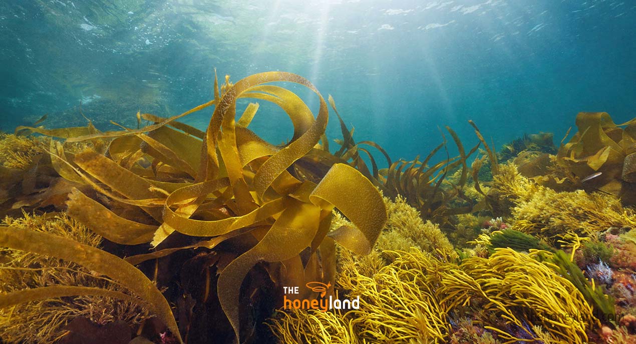 Alghe marine biologiche crude