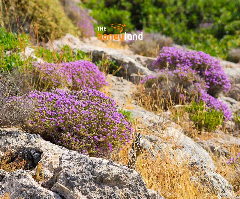 Miele di timo biologico