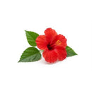 Ibisco