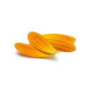 Calendula