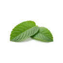 Menta piperita