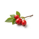 Rosa canina