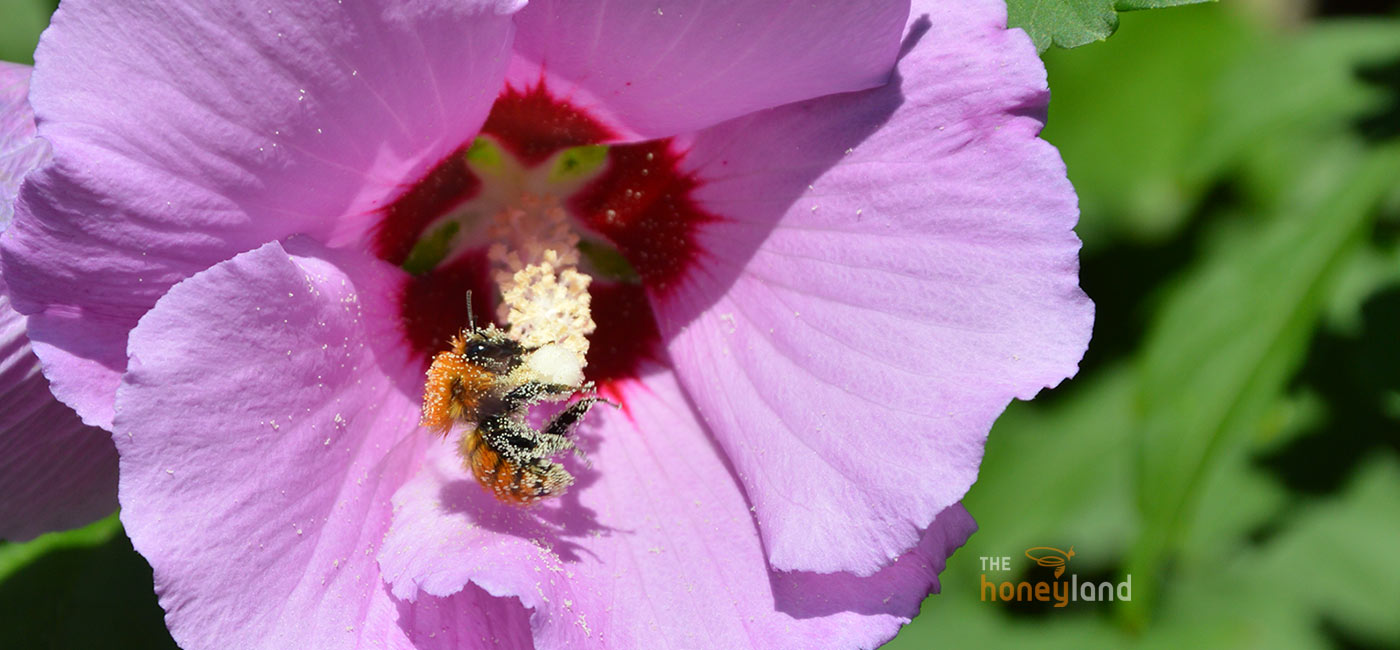 Salviamo le api locali - impegno The Honeyland